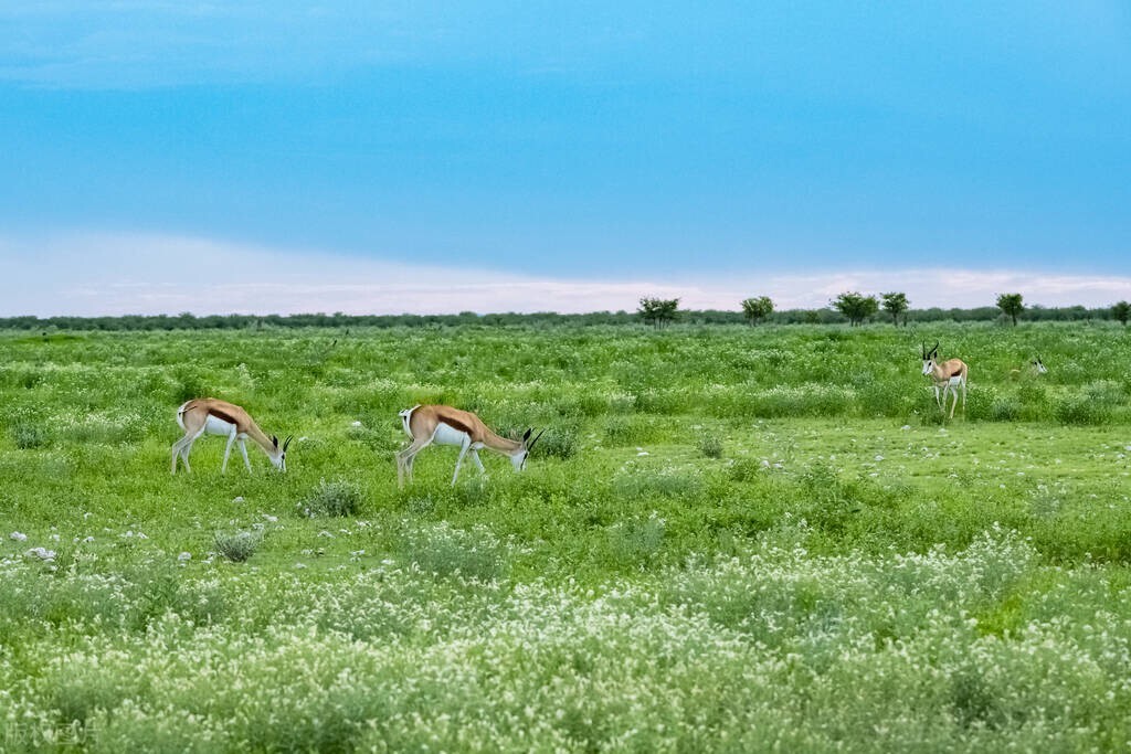 「墨扬.哲学随笔」臭屎壳郎在中国遭鄙，为何却在国外称“圣”？
