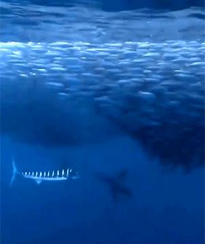 我真的很好奇原版,我真的很好奇男生版