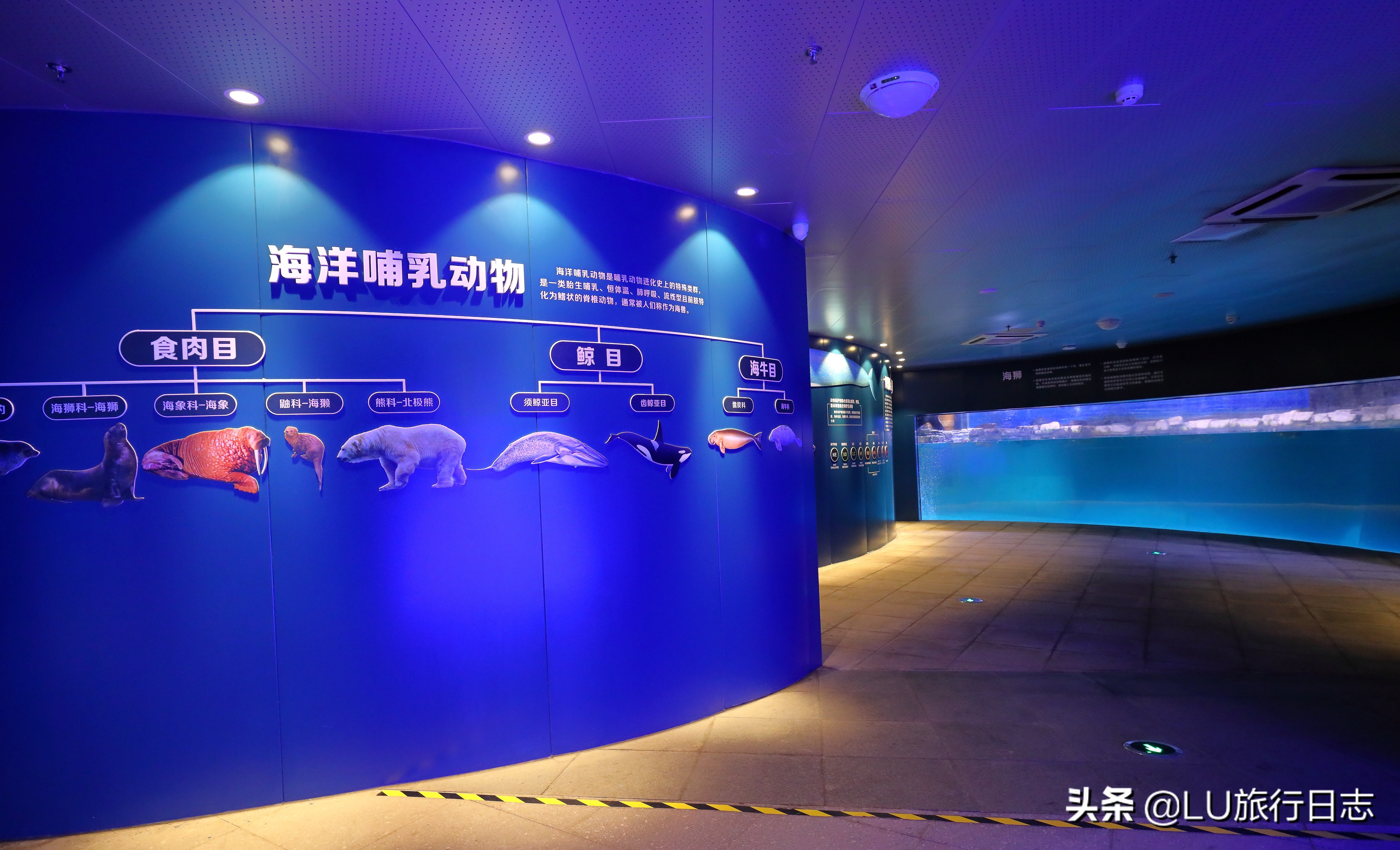 夏至|蝉鸣惊半夏，乐园极地纳清凉