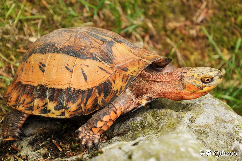 世界上最贵的龟粮排行榜,最贵的龟类