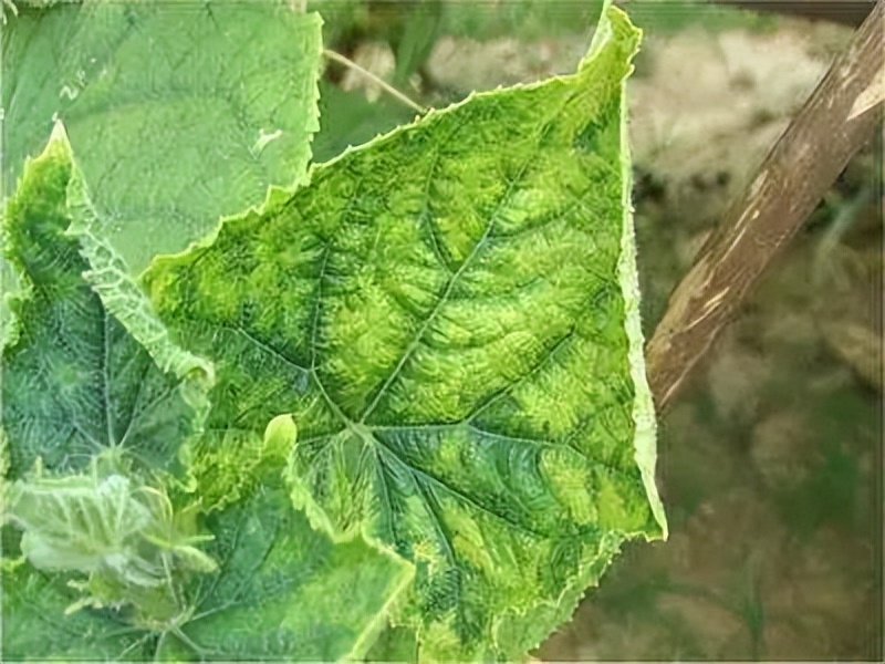 快速检测真菌感染,快速识别作物病害