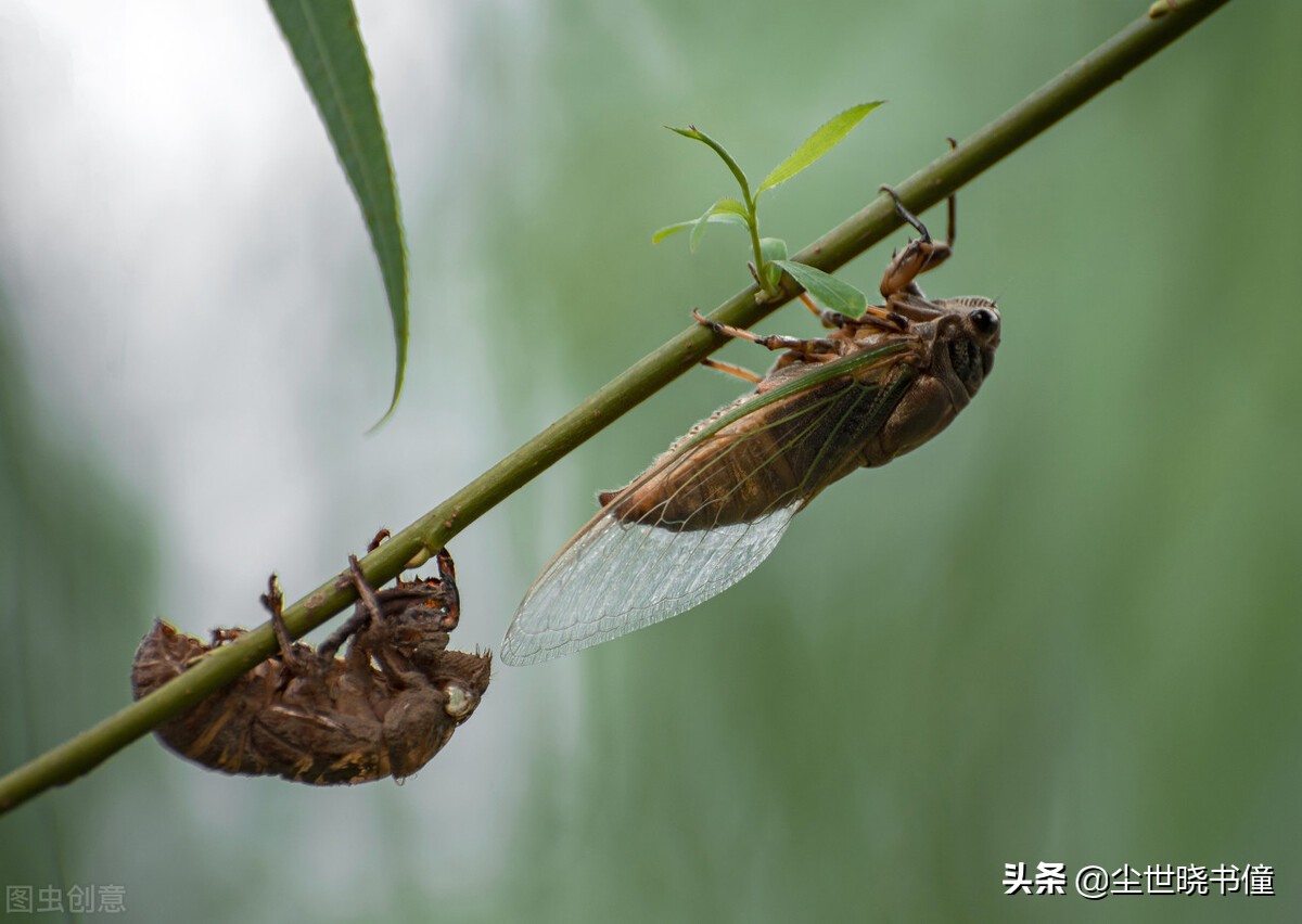 当你的生活不如意时，可以读一读袁枚的诗，读懂了一定会有所收获