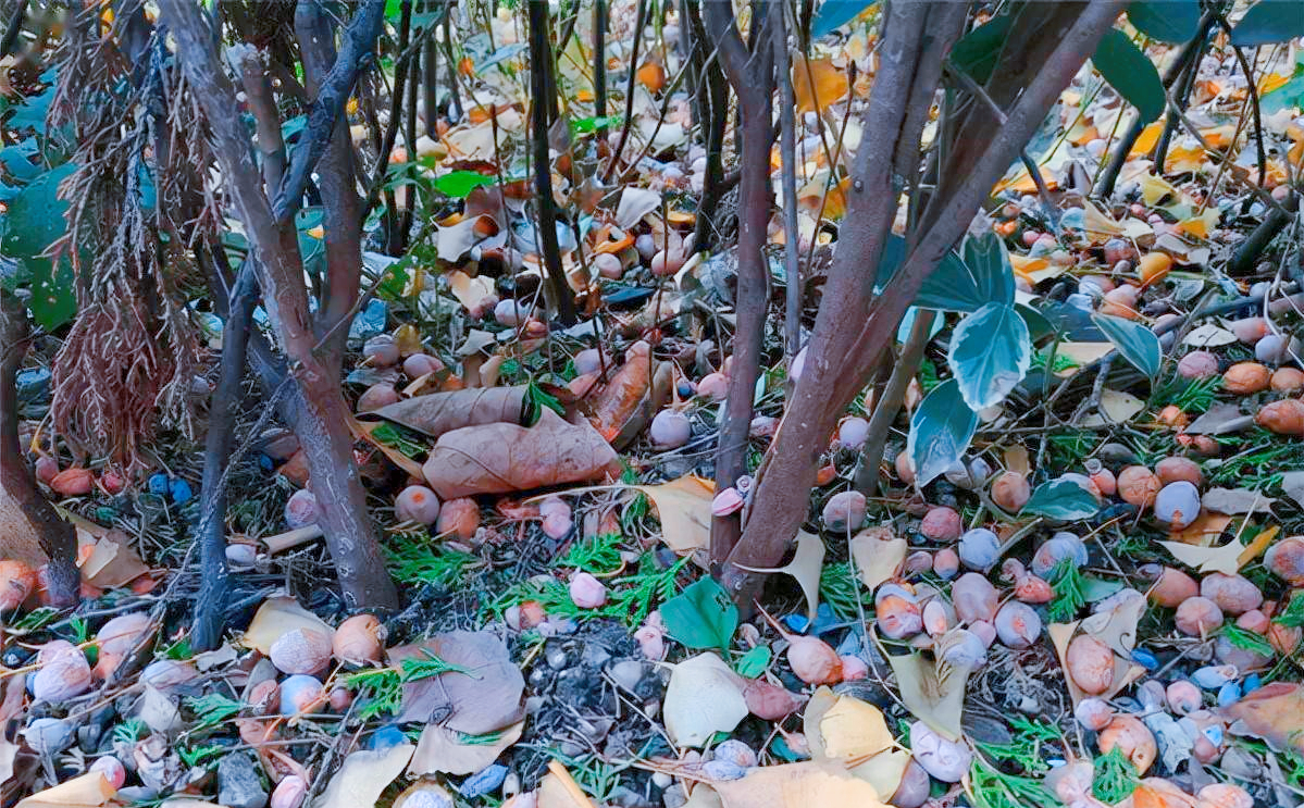 银杏树价格一落千丈,银杏果的价格90年代