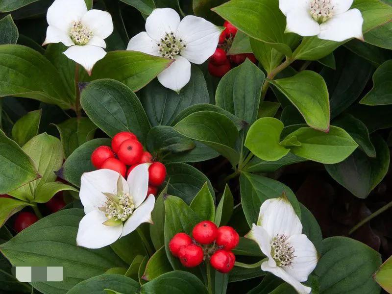 国色天香秀色可餐的美女 (秀色可餐与国色天香)