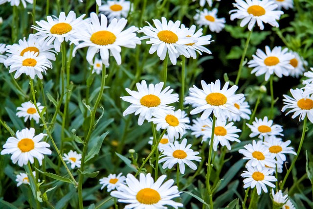 适合懒人在家养的5种花,适合新手养的3种花超级好养