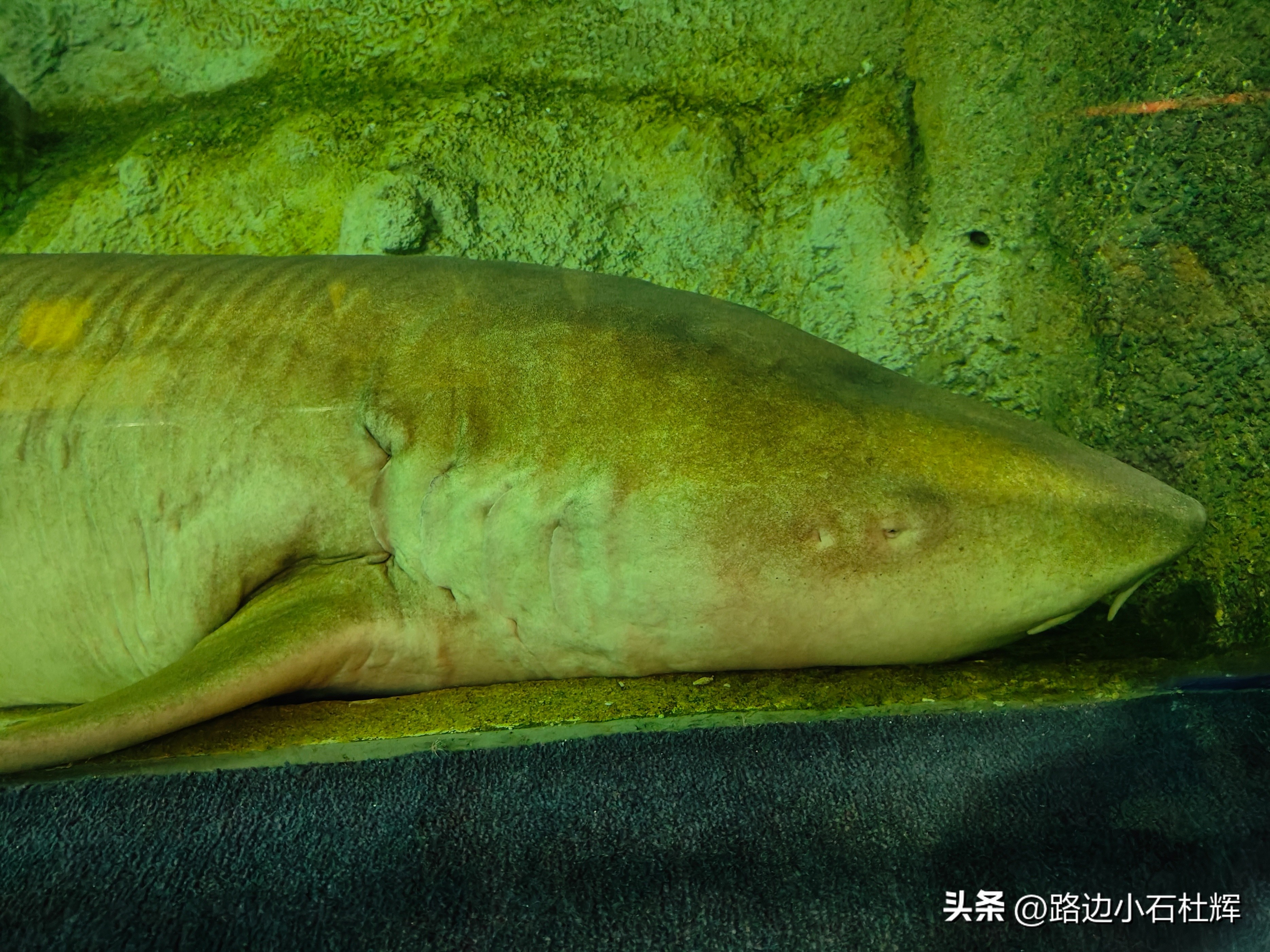 北京富国海底世界海洋水族馆,北京海洋馆和工体海洋世界