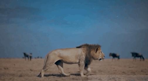 100部bbc纪录片植物,bbc纪录片100集中文