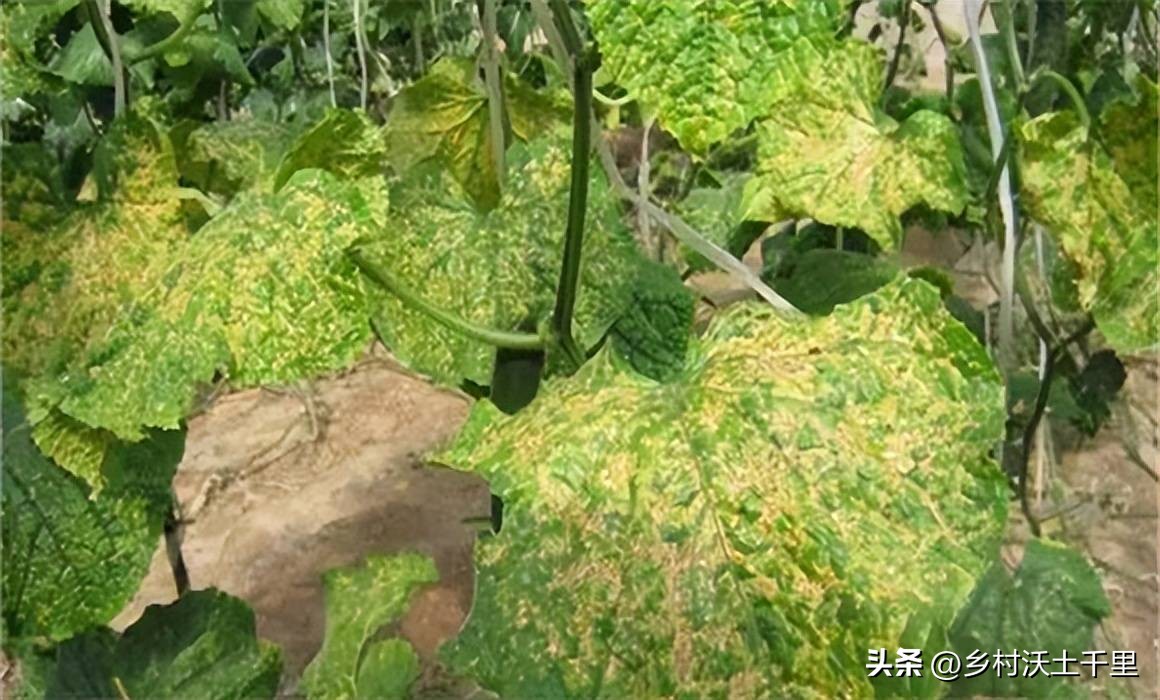 黄瓜苗叶子变黄是什么原因,黄瓜苗叶子发黄怎么办