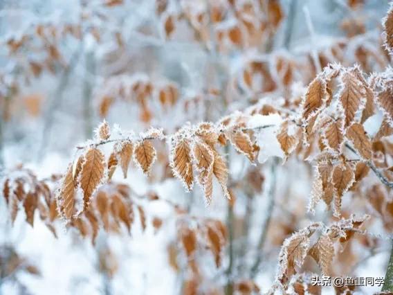 霜降寓意着天气逐渐变冷,今年霜降日是什么预兆