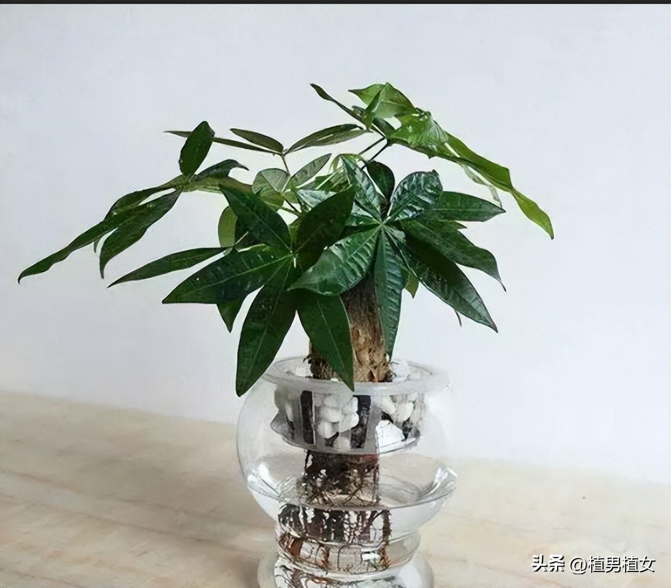 想养花又没地方放,想养花又不想打理