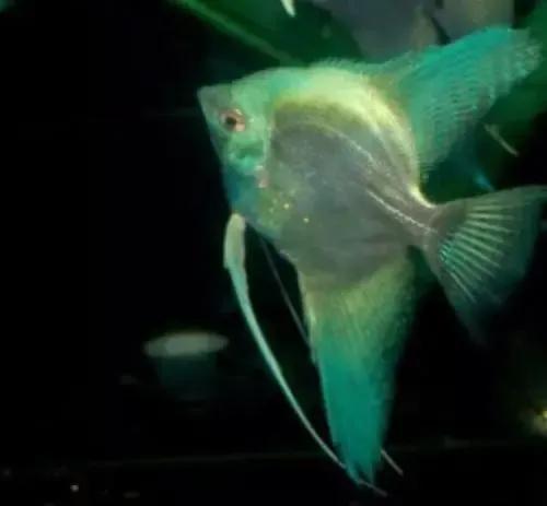 各种漂亮鱼的名称及图片,漂亮可爱的海水观赏鱼