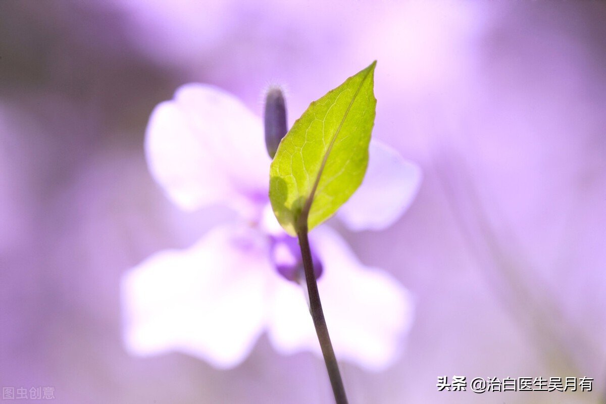 发展期白癜风可以抹他克莫司吗,白癜风使用308治疗白斑恢复过程
