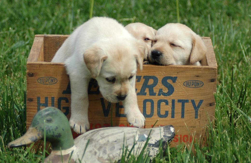 拉布拉多怎么样可以当导盲犬,拉布拉多犬成为导盲犬需要多久