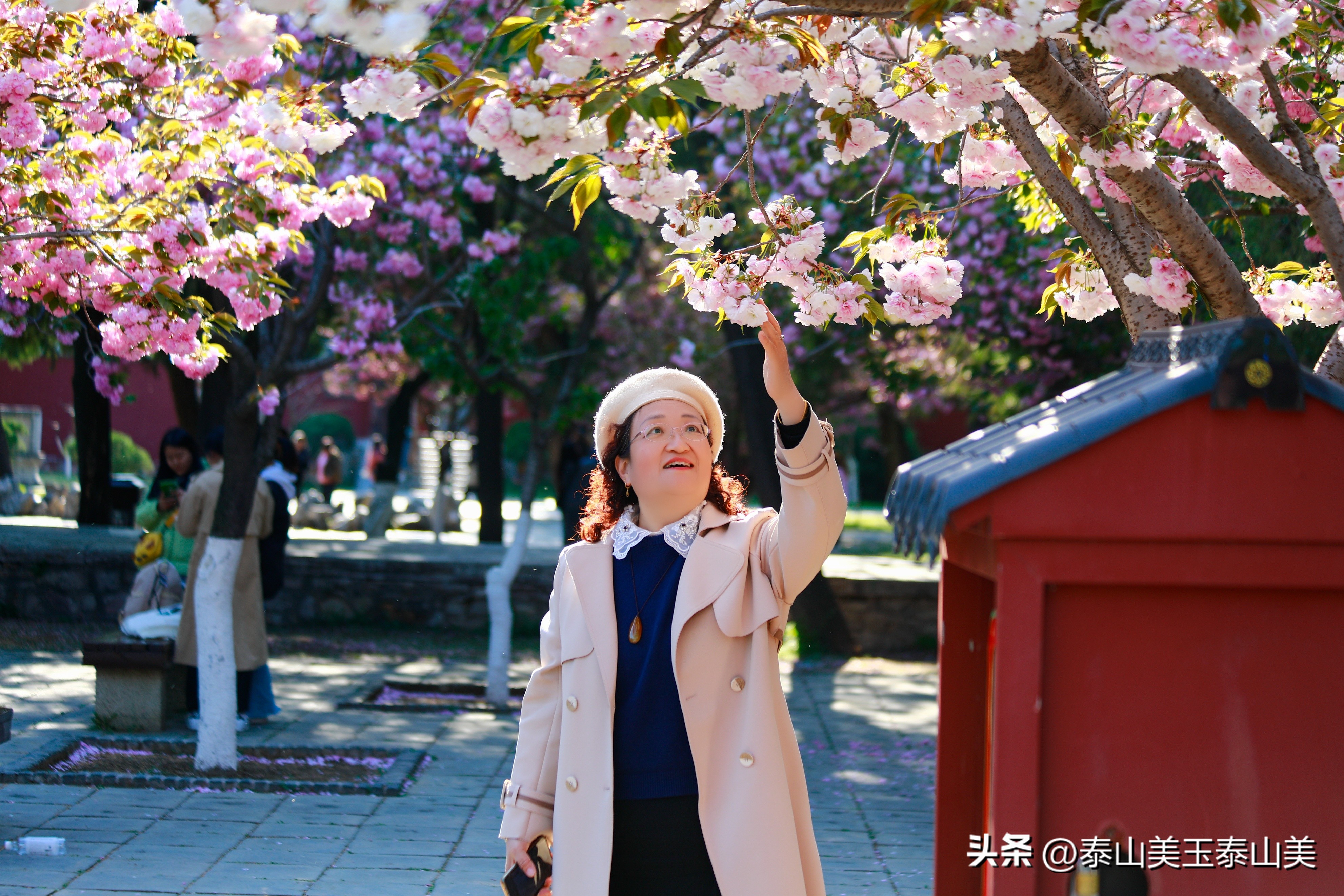 山亭寺沟樱花,定山溪樱花