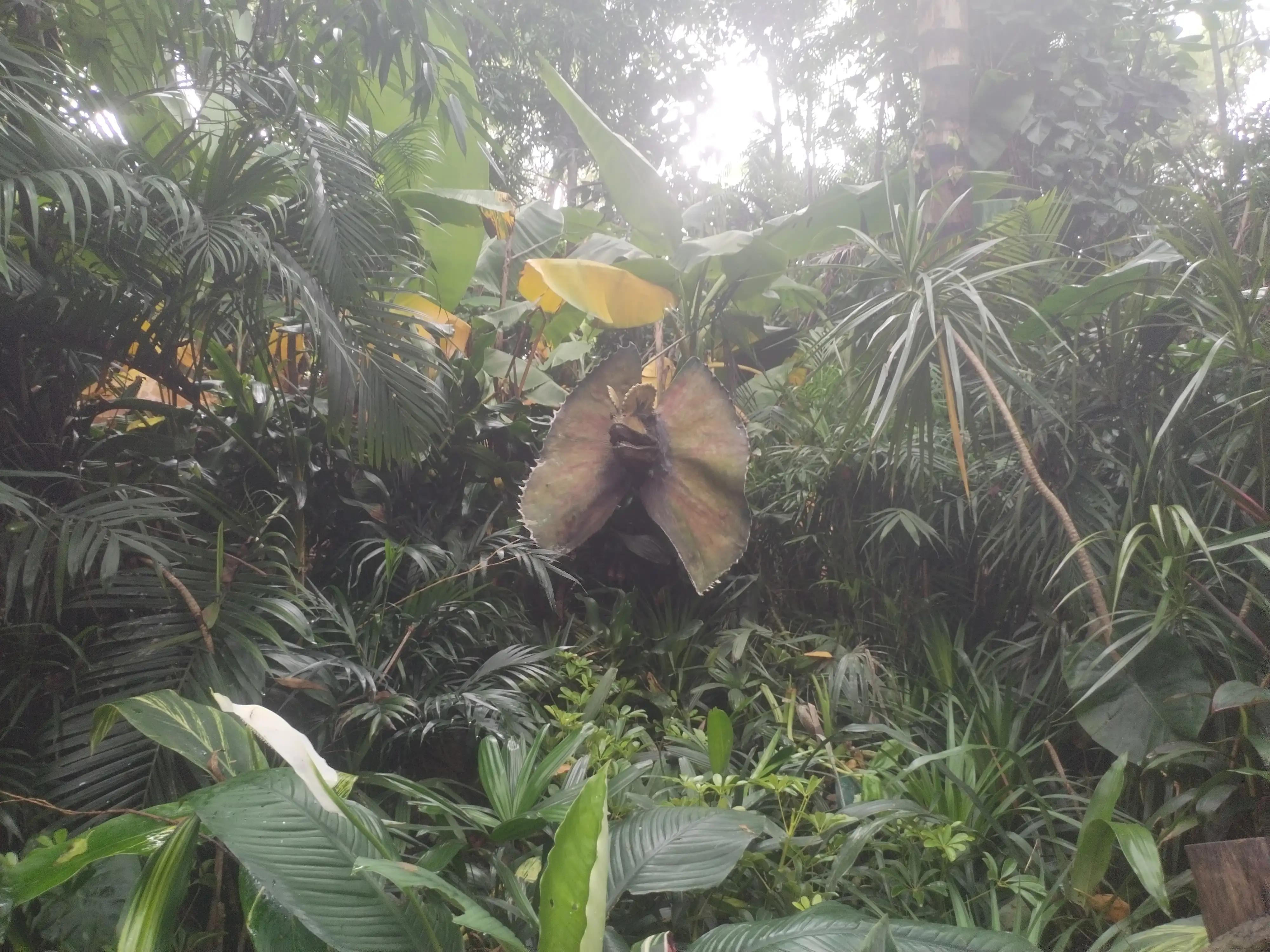 广州长隆野生动物世界景点图片,游广州长隆野生动物世界游记