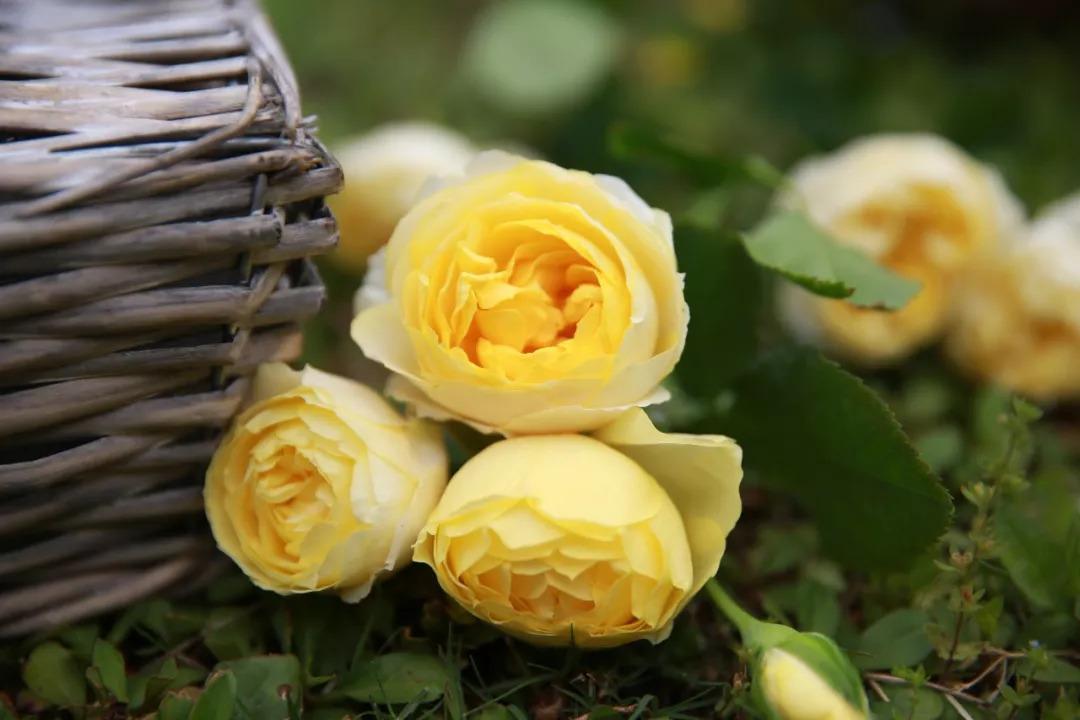 最值得养的大花微月,微月最耐寒好养的品种有哪些