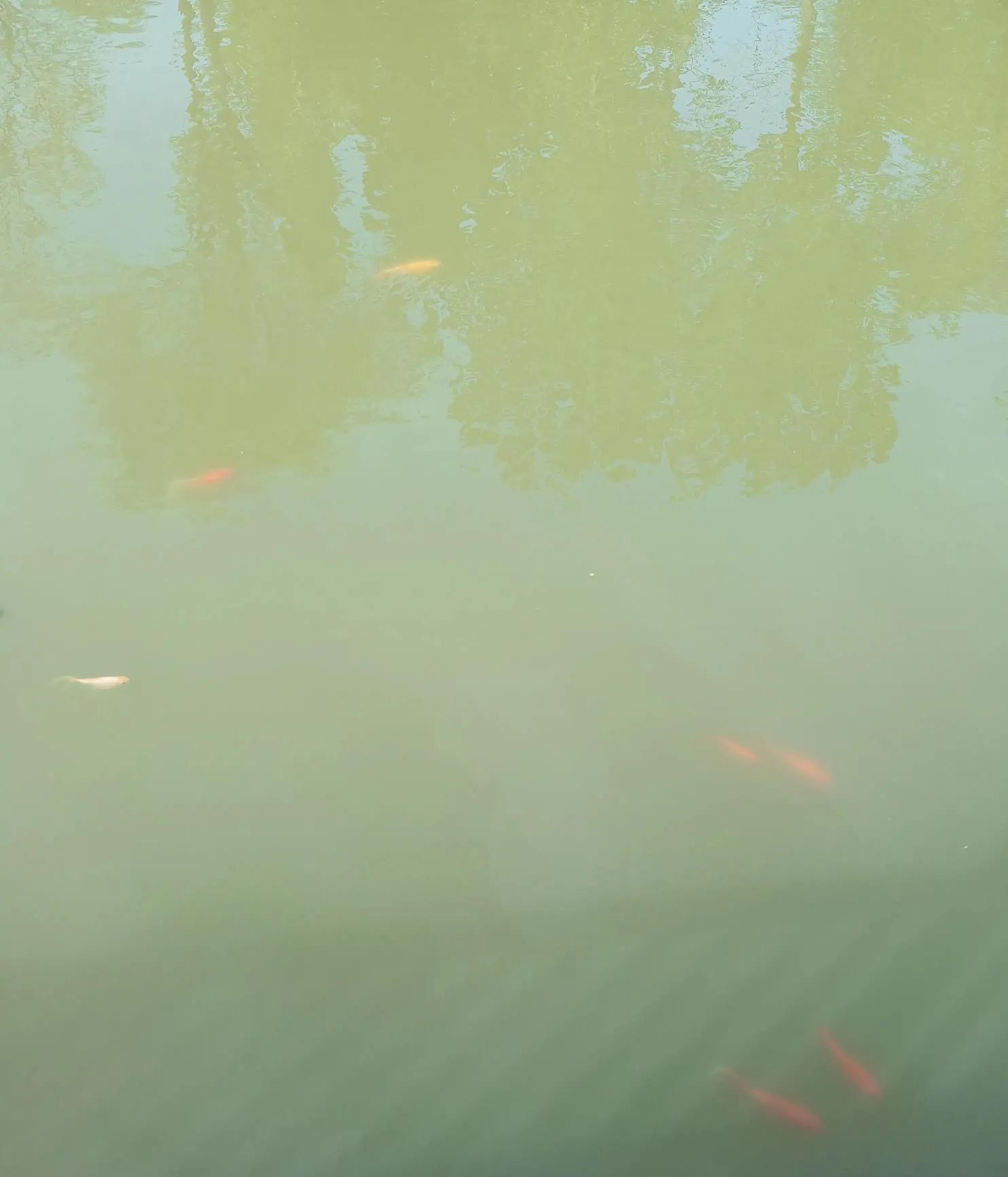 闲来无事荡秋千视频,山中荡秋千