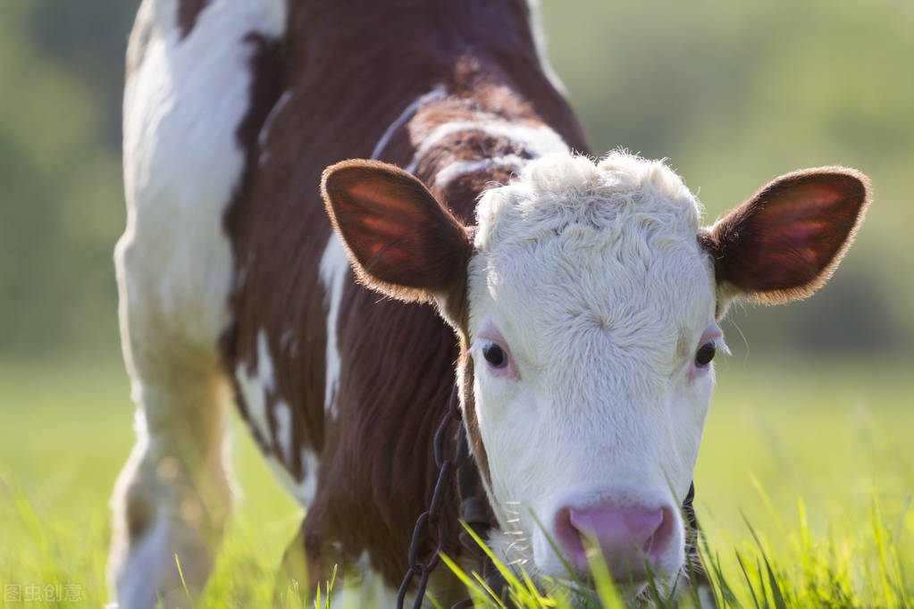 云南牛羊预混饲料哪家厂家好,牛羊预混饲料价格哪家便宜