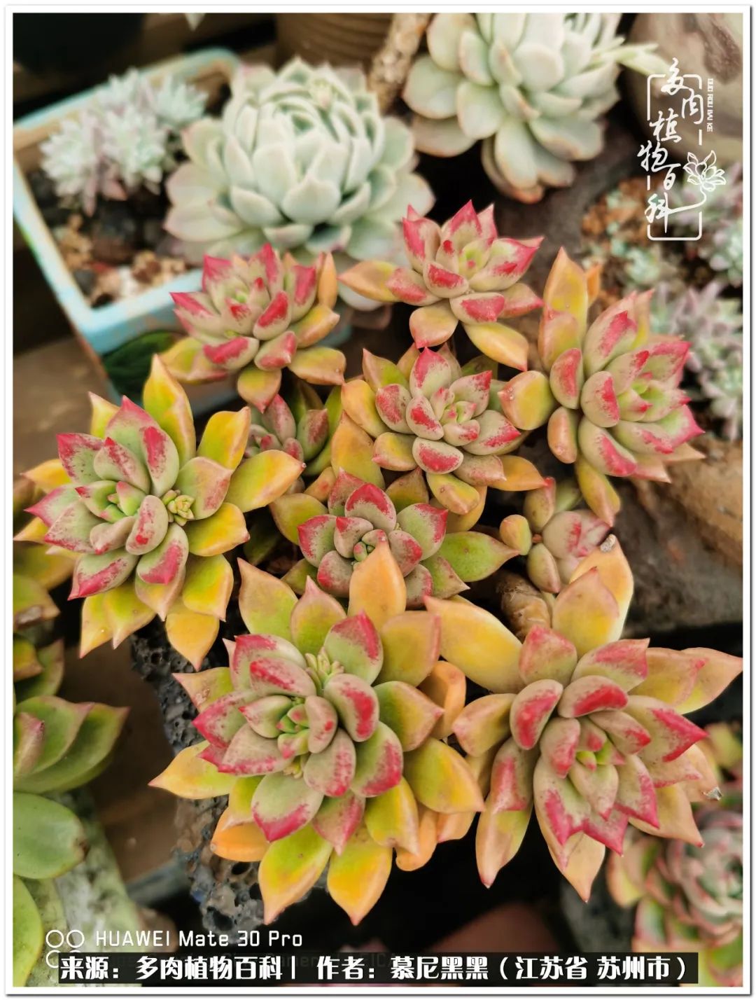 生活需要三分甜,生活需要一半禅意一半烟火