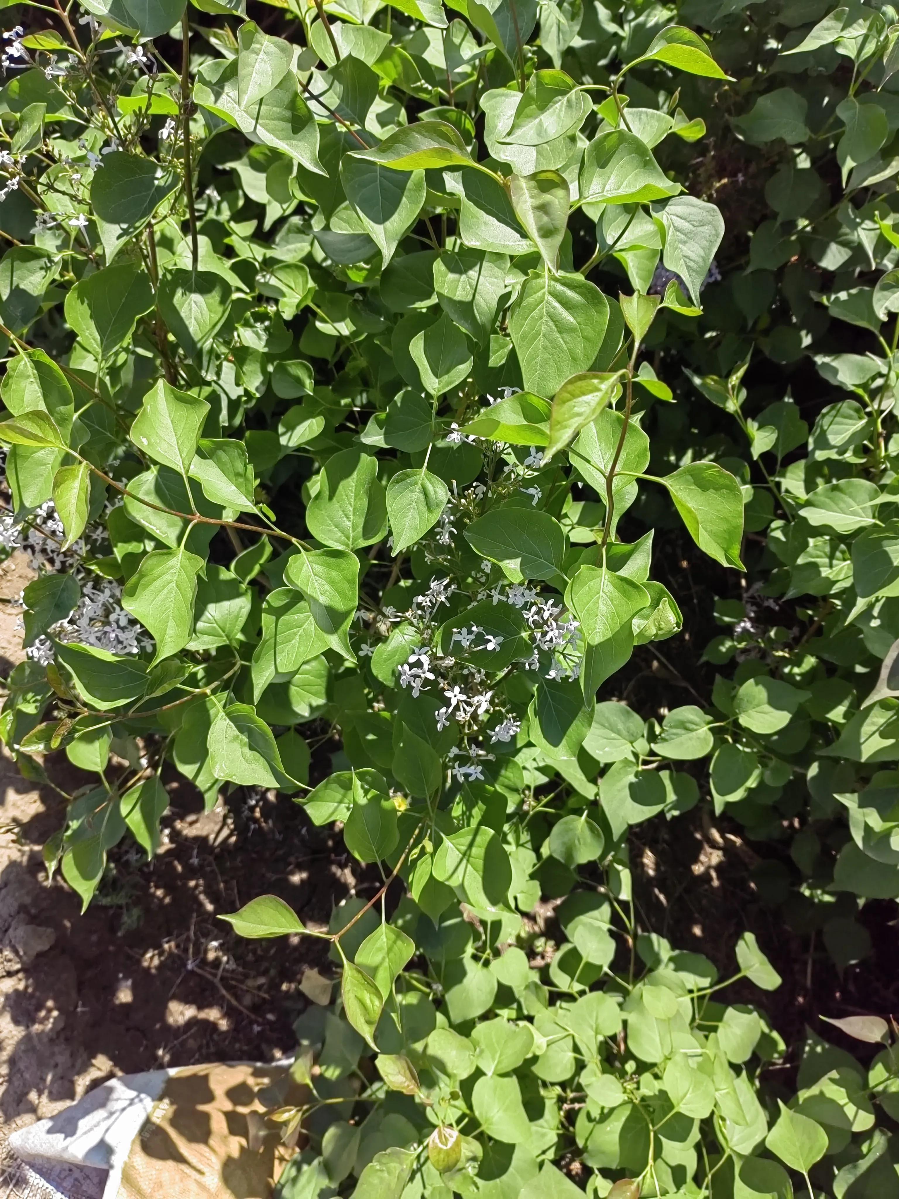 丁香茶的正确泡法,丁香医生事件来龙去脉