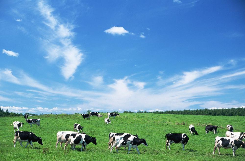 法国猪肉“进攻”中国市场？两国签下大单，我国还需要进口猪肉吗