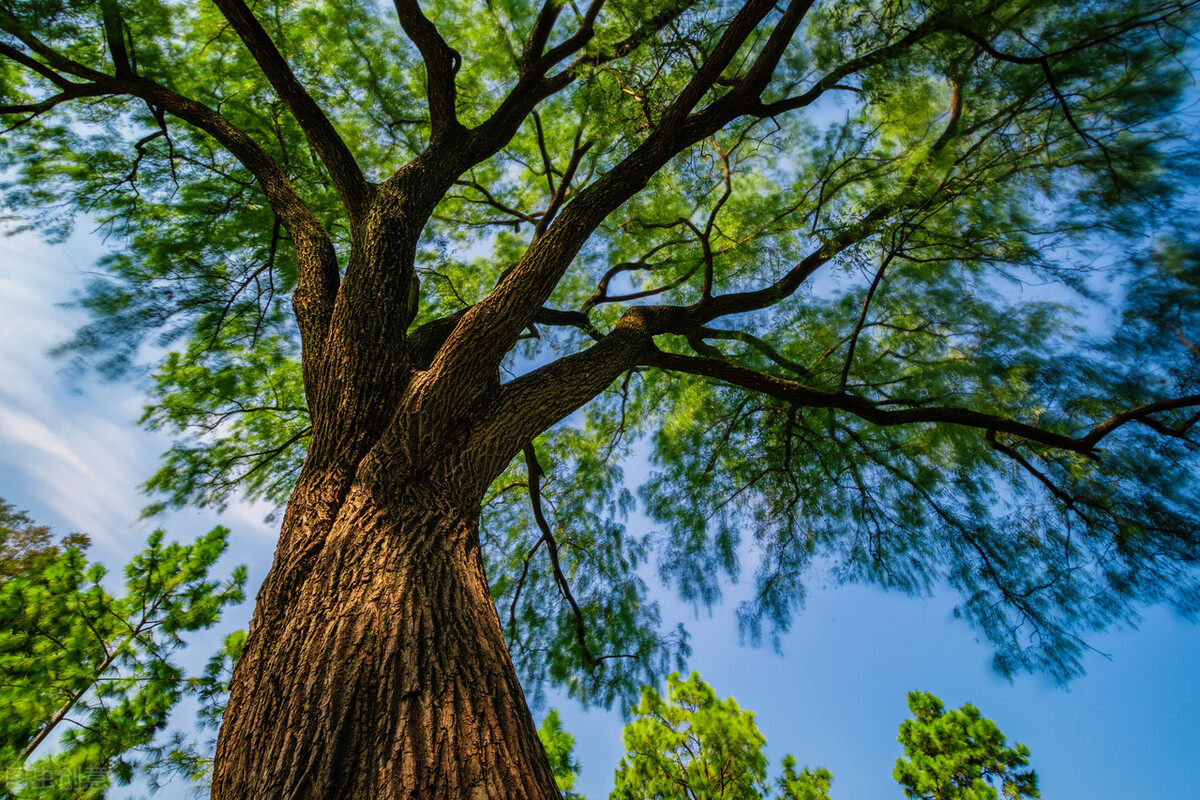 上海附近的森林秘境,上海惊现的森林秘境