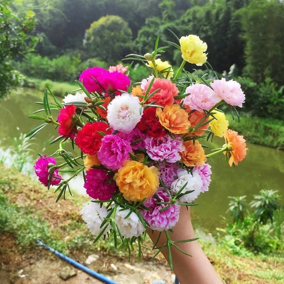 春天养什么花最漂亮也最好养,春天养什么花好看又实用