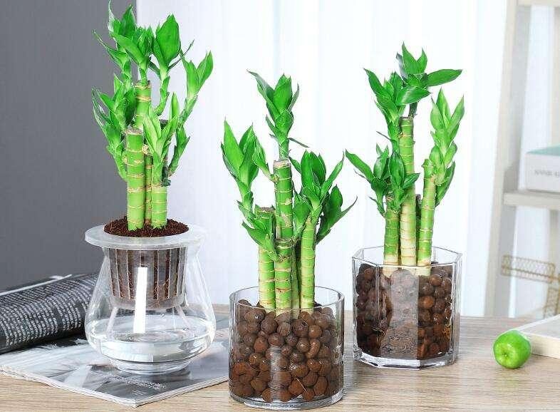 代表富贵吉祥的花草,有寓意的花草名