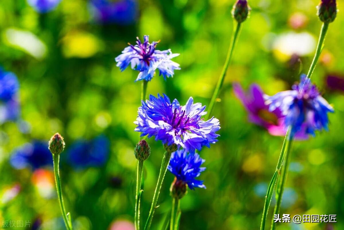 矢车菊好看又好养,矢车菊是草花吗怎么养