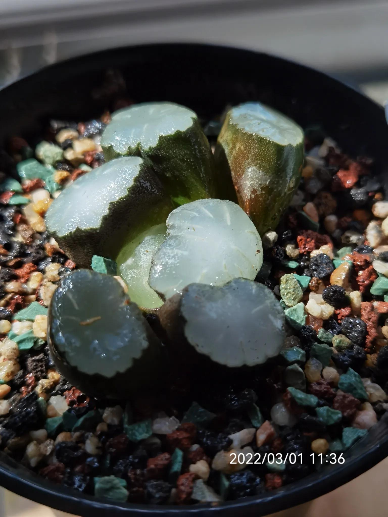 玉露种子怎么种,从种子开始种玉露