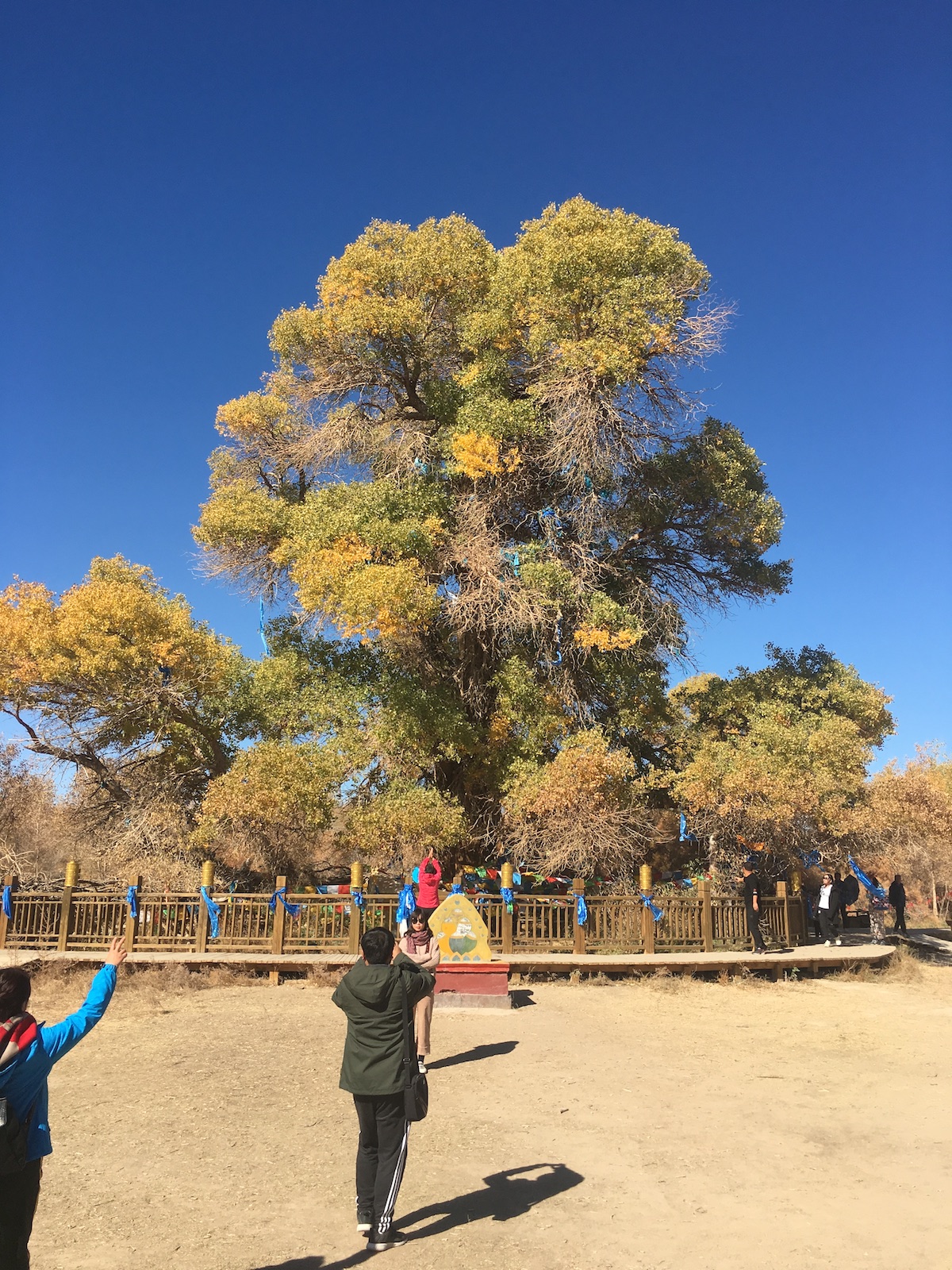 北京自驾额济纳胡杨林十天攻略,从北京到额济纳胡杨林线路