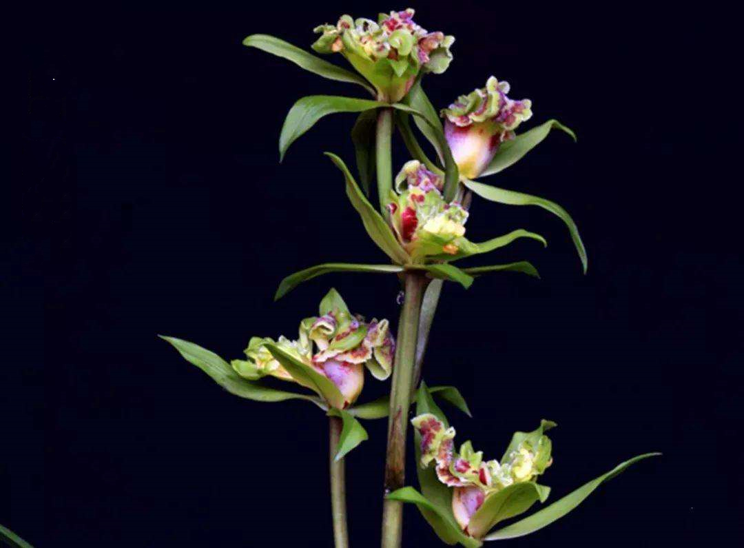 蕙兰最值钱的品种,蕙兰10大精品