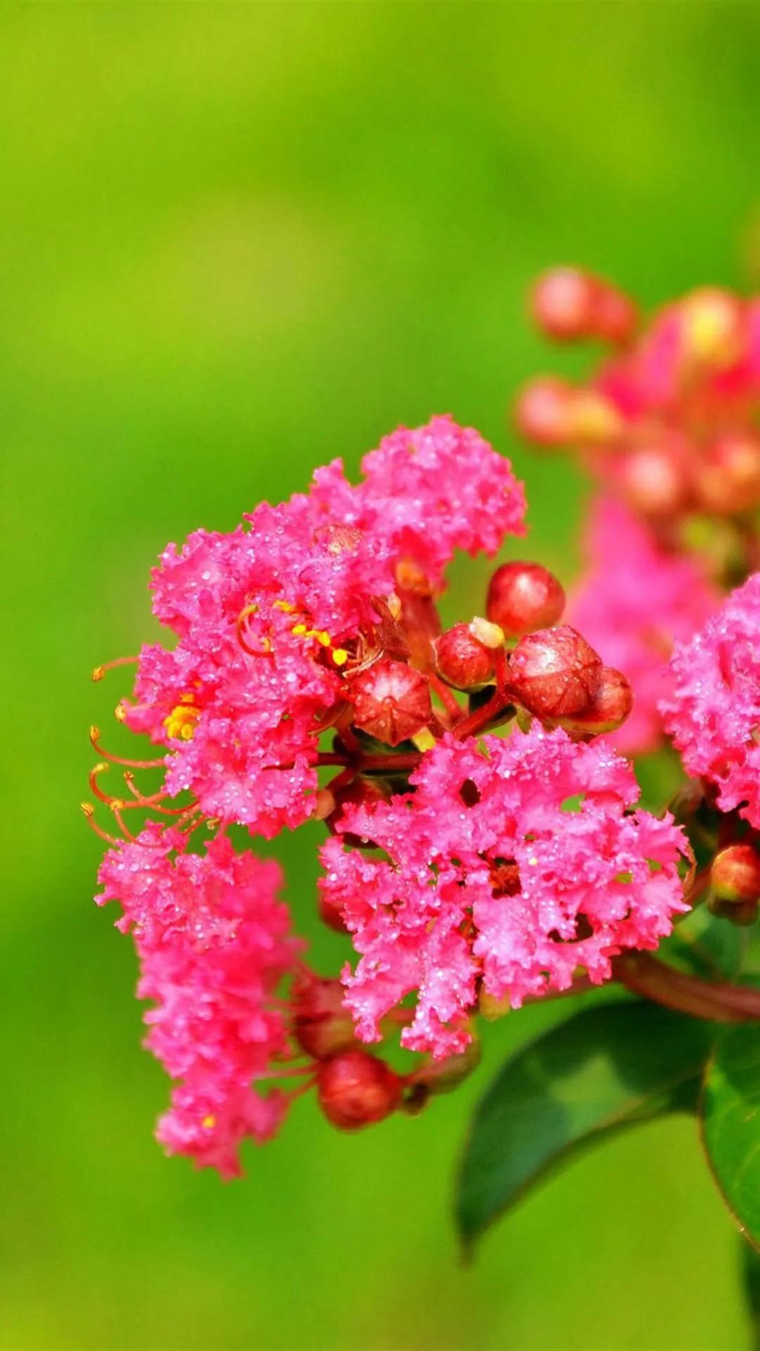 紫薇花壁纸高清全屏,唯美紫壁纸