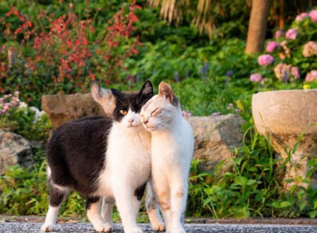 母猫交配后，为什么会满地打滚，还转头攻击雄性？