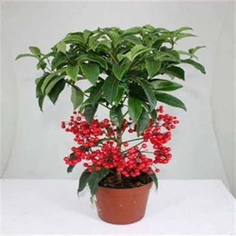 花开富贵花卉图片大全,金玉满堂花图片