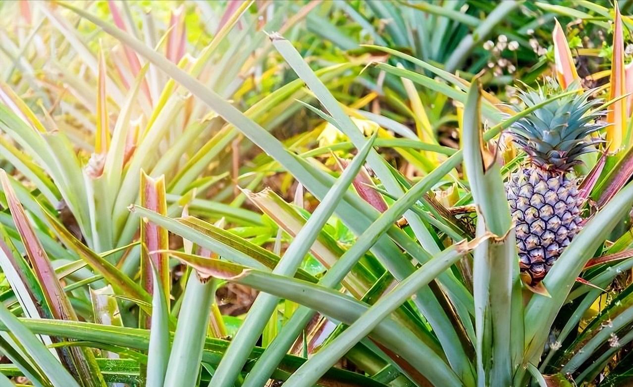 废弃的烟头是可回收垃圾吗,废旧烟头回收与利用