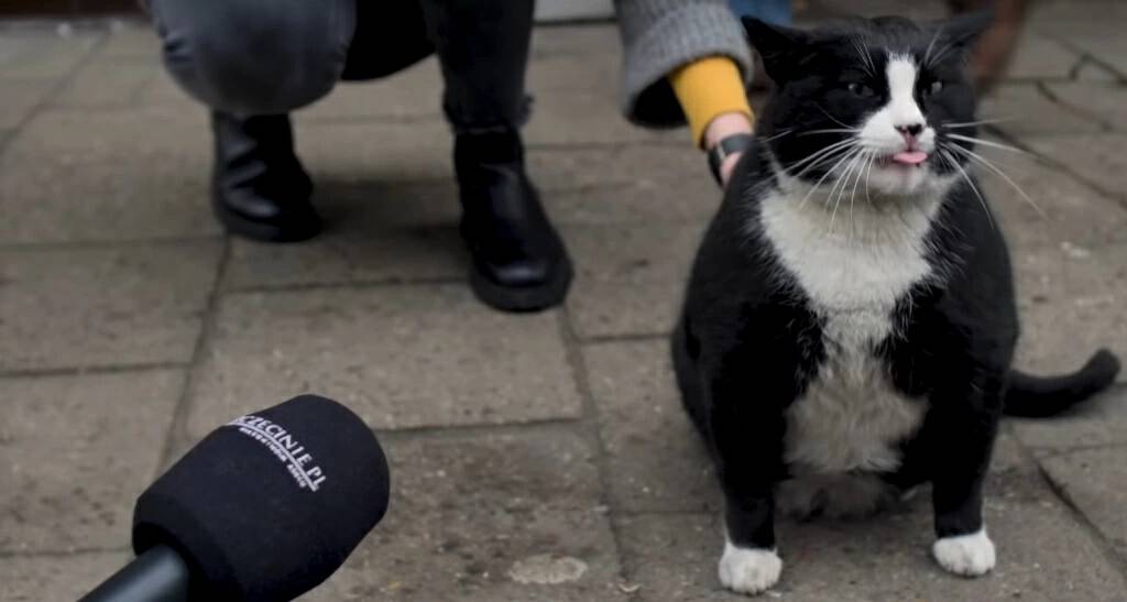 一只流浪的肥猫,波兰一流浪猫成5星旅游景点