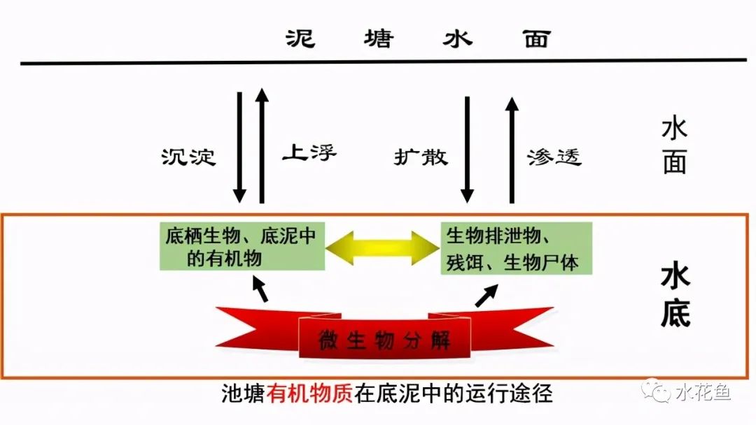 家鱼养殖如何投苗,养殖鱼技术和鱼苗