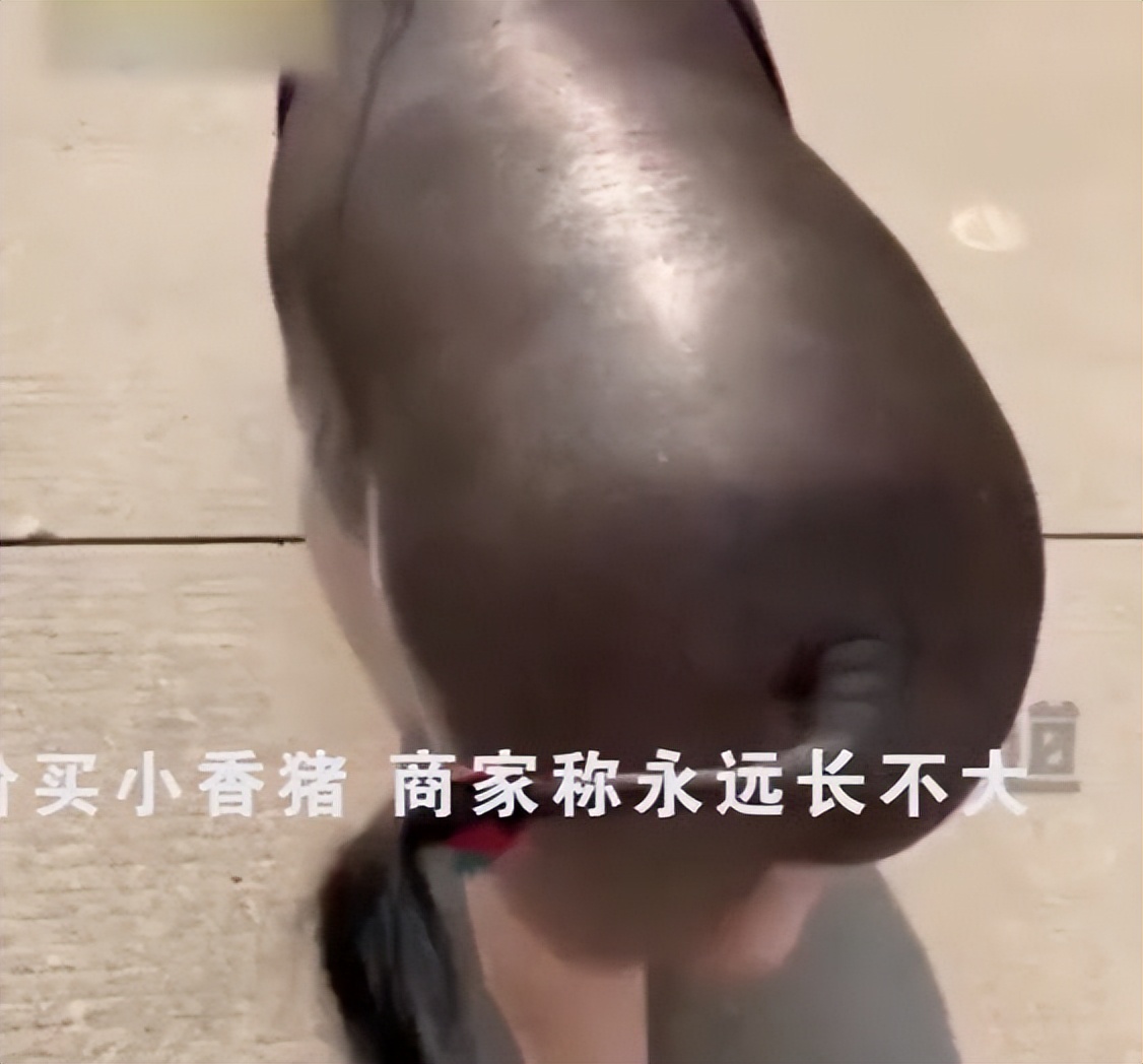 女子网购迷你小香猪,网购迷你小香猪