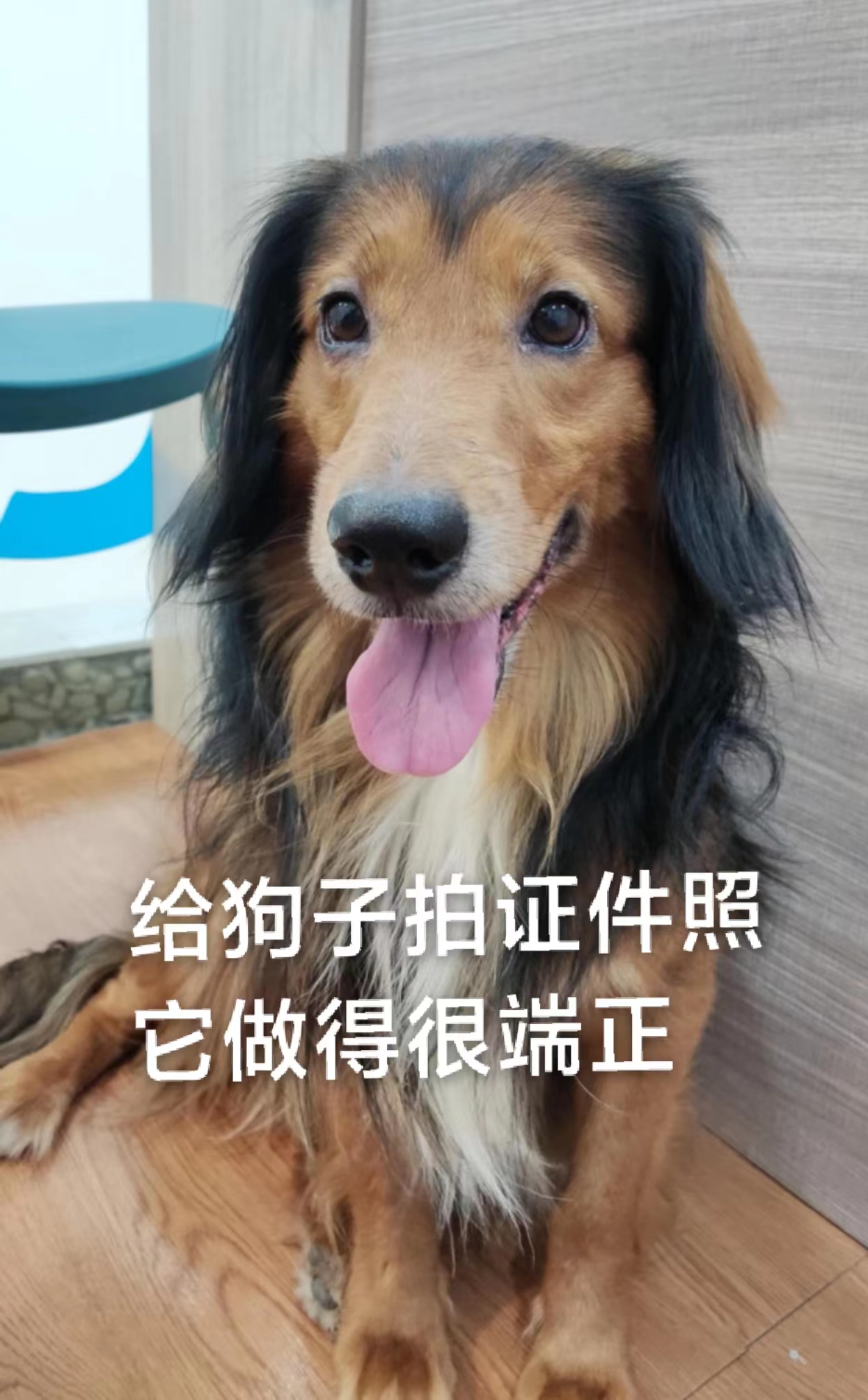 养狗十大难题,养狗的话从多大开始养才好