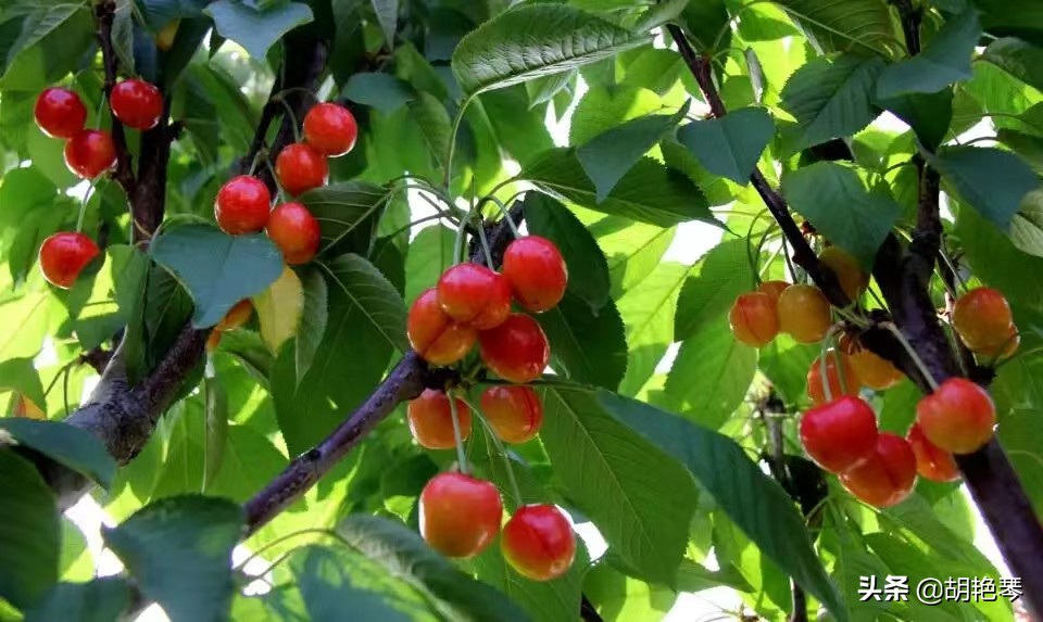 又是一年樱桃红，8首诗词，看红珠点点，忆似水流年