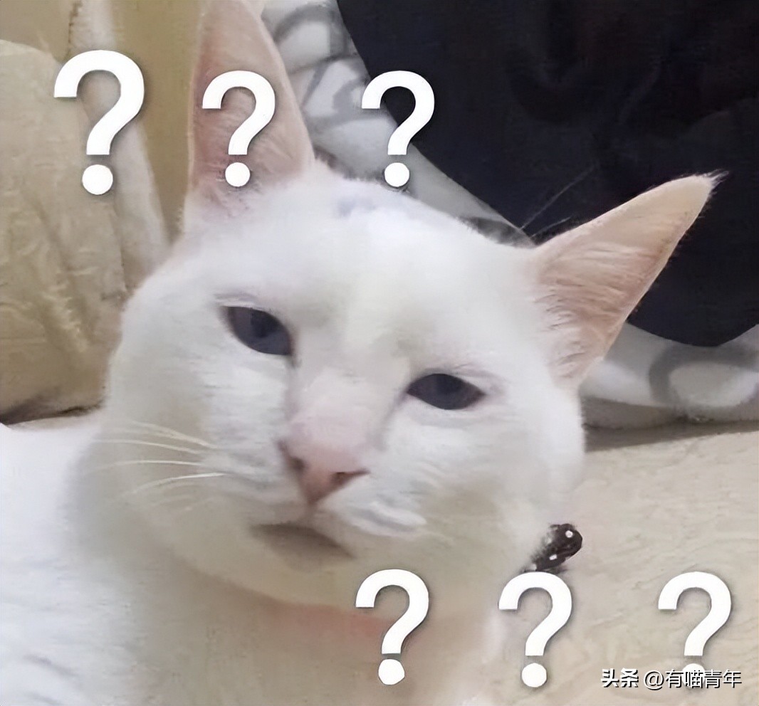 猫咪在交配的时候，究竟爽不爽？