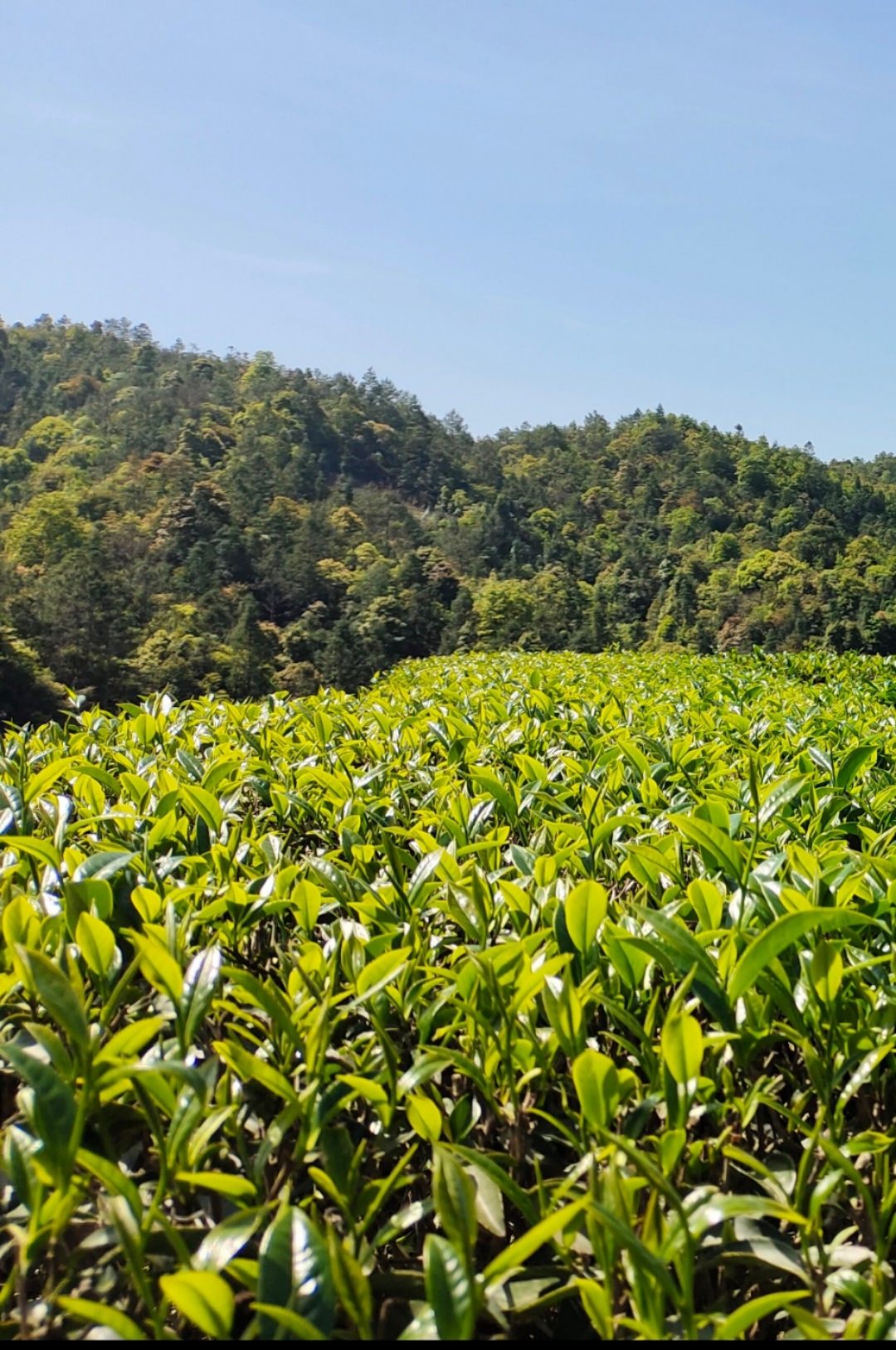 制茶过程全解,手工制茶全过程手把手教你