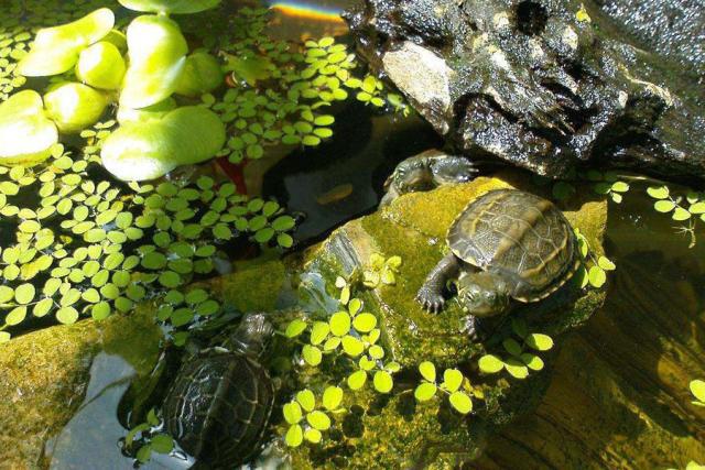 深水的深度解析,深水深度解析