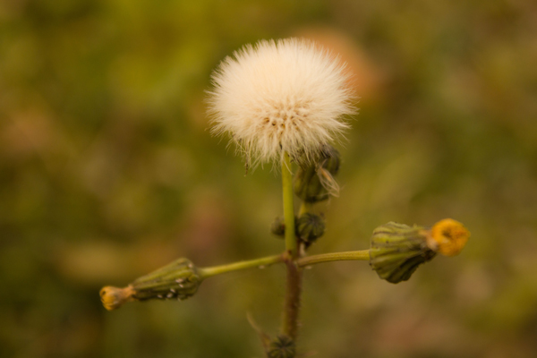 蒲公英茶泡水喝能抗癌吗,常喝蒲公英泡水喝能预防癌症吗