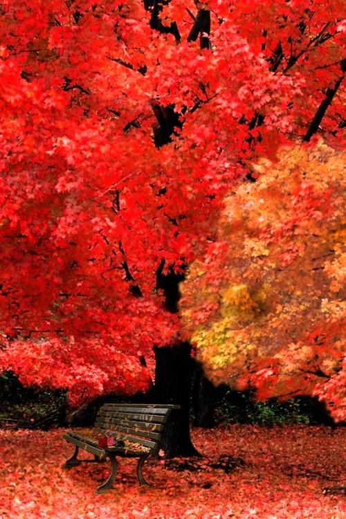 散文：金秋如诗，时光简静，人到中年，流年染香