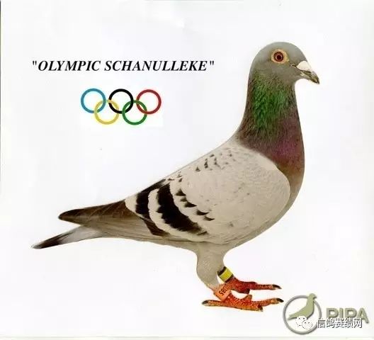 世界级养鸽名家的经验分享（一）