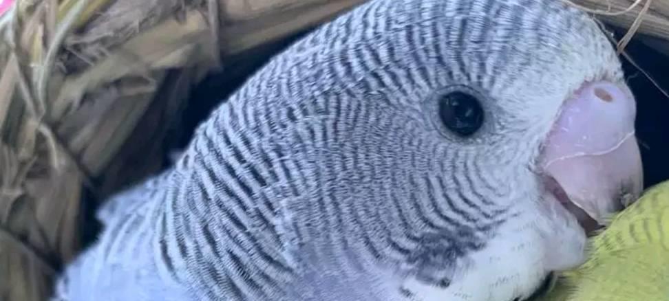 虎皮鹦鹉卡蛋如何防止,虎皮鹦鹉卡蛋有哪些症状