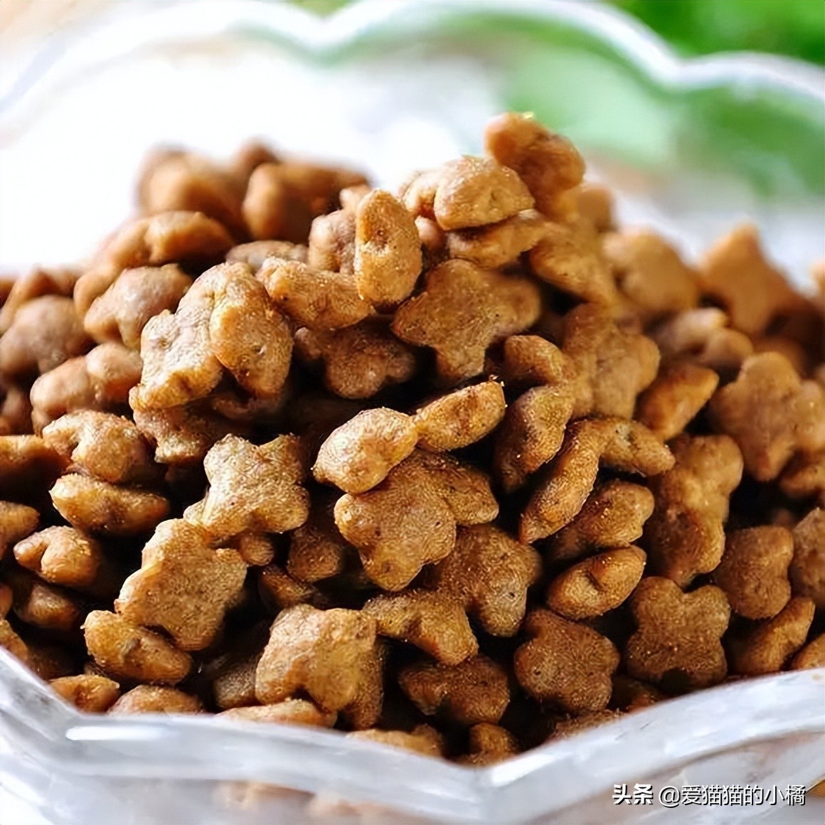 第一次养猫哪种喵星人最适合新手 (养猫必备清单及价目表)