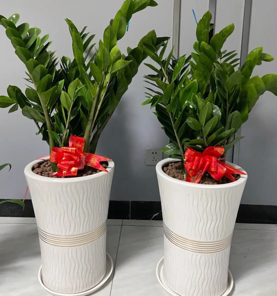 客厅最旺财的5种花,最适合客厅养的四种树